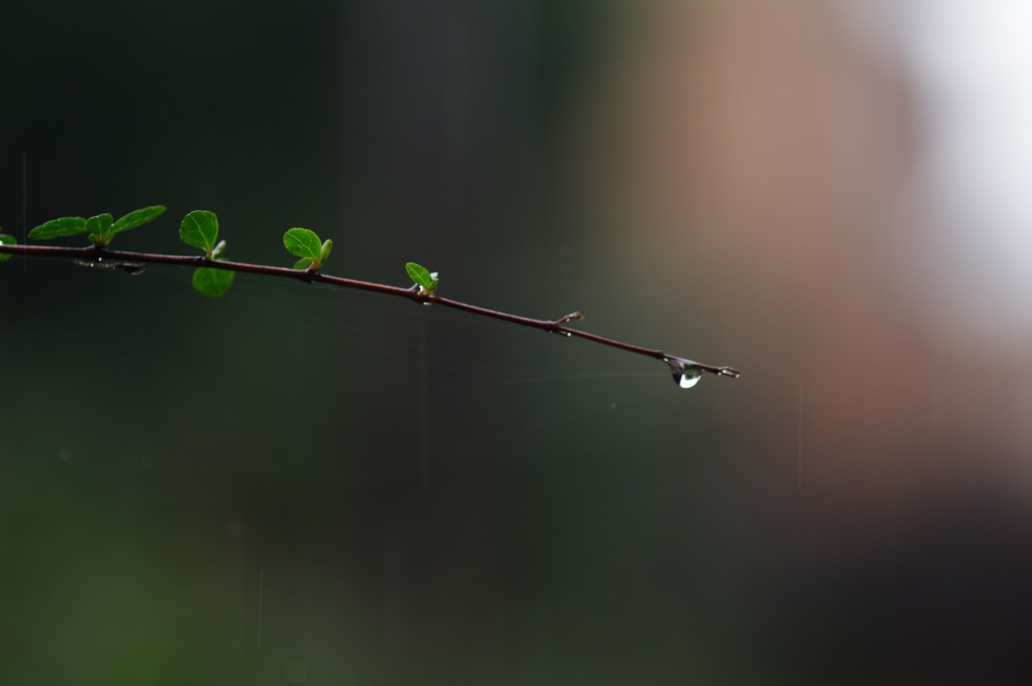 Finding Peace in a Busy World Through Meditation